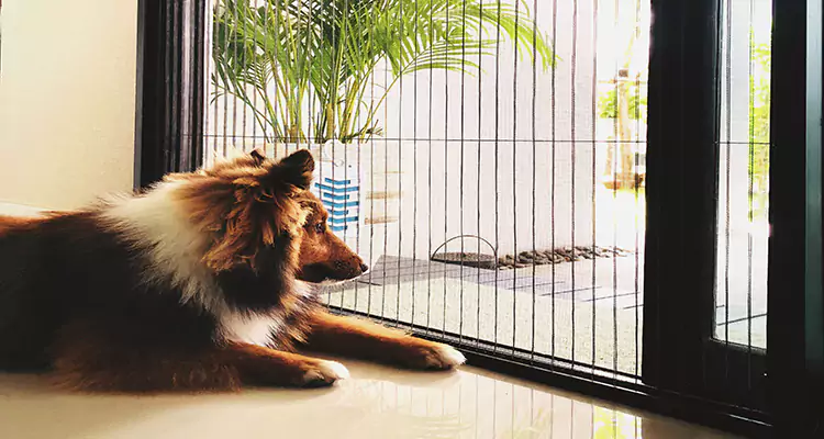 Sliding Screen Pet Door Repair in Largo, FL