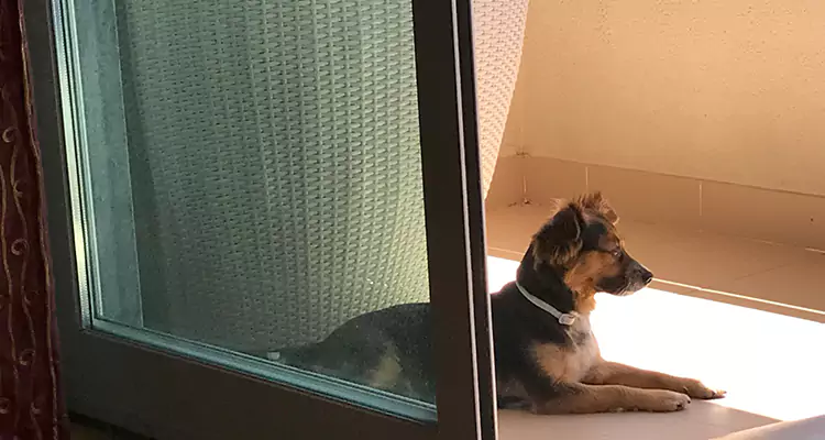 French Door Pet Screen Repair in Largo, FL